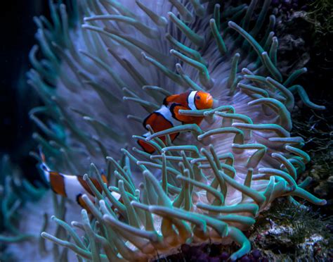 What Kind Of Fish Is Nemo An Insightful Dive Into The World Of Clownfish