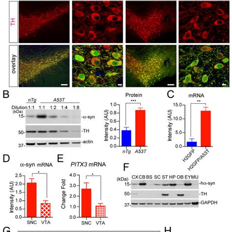 A53t α Syn Promotes Proteasome Dependent Degradation Of Nurr1 And