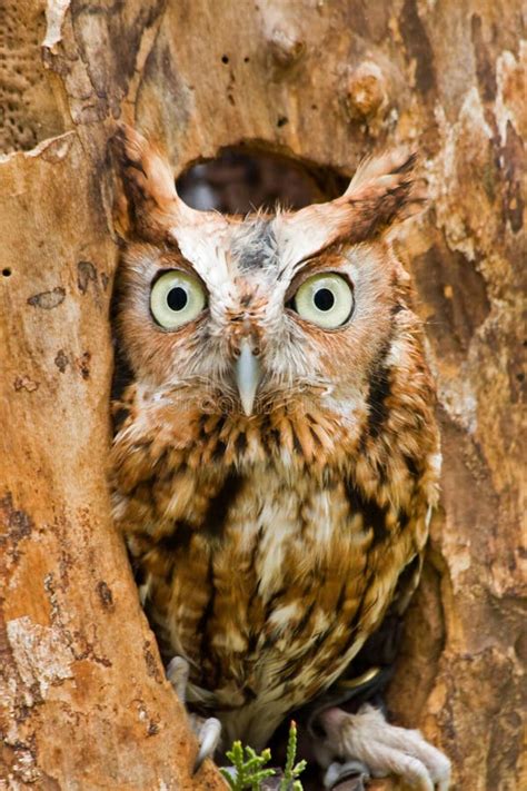 Eastern Screech Owl Red Phase Perching Stock Image Image Of Stalk