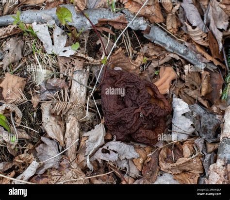 A Big Red False Morel Mushroom Gyromitra Esculenta Growing On The