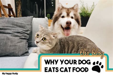 What Happens If A Dog Eats Cat Food