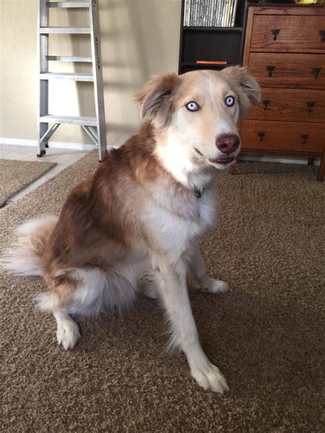 My husky/border collie mix! : r/aww