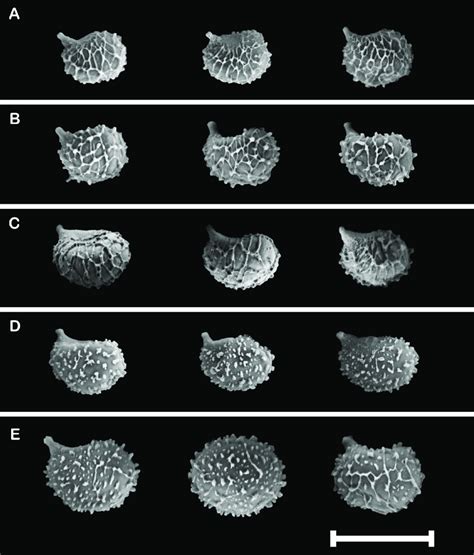 Scanning electron microscope photographs of basidiospores from species ...