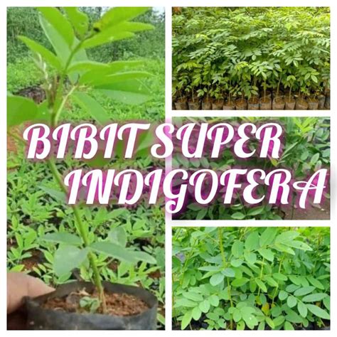 Jual Bibit Indigofera Pakan Ternak Buat Kambing Dan Ternak Lainnnya