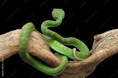 Green venomous snake seen from behind, green viper snake on a black background, venomous and ...