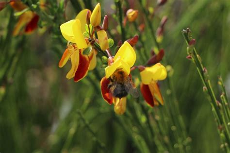 Edelginster Andreanus Splendens Cytisus Scoparius Andreanus