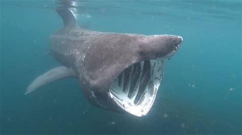 Kayaker gets up closes and personal with giant shark - 9Travel