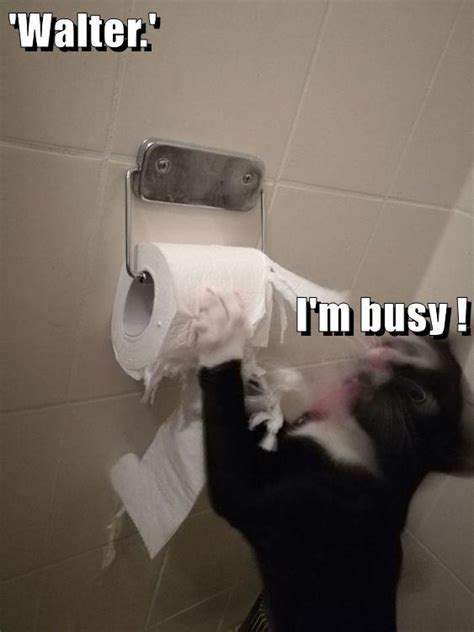 Busy Lolcats Lol Cat Memes Funny Cats Funny Cat Pictures