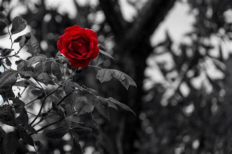 1,000+ Free Rose Wallpapers Hd & Rose Images - Pixabay