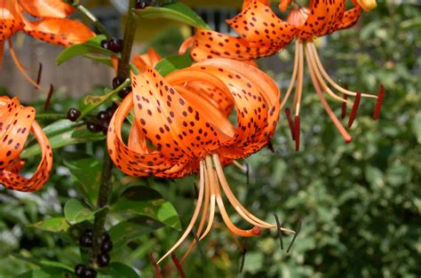 Tiger Lily Plants: Gorgeous, but Aggressive Spreaders