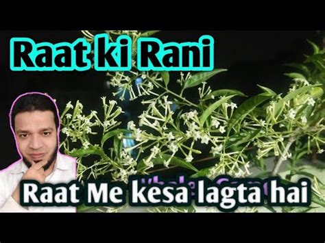 Raat Ki Rani Plant Care And Maintenance Raat Ki Rani In Night Raat