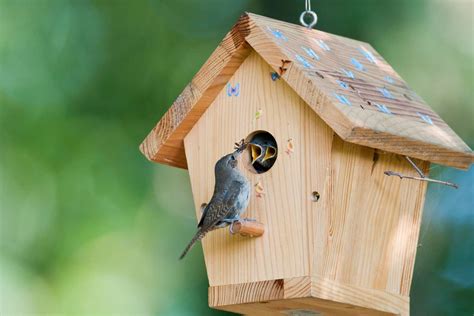 How To Attract Birds To Your Birdhouse