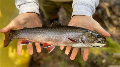 Backcountry Algonquin Brook Trout Expedition Youtube