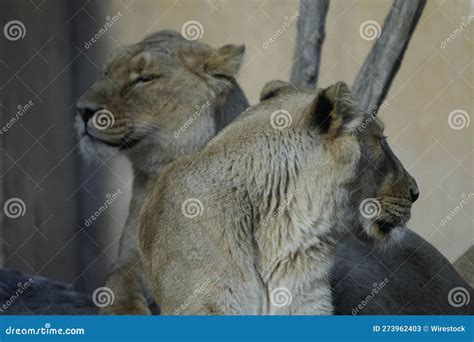 Majestic Lions Lounging On Large Rock Formations Side By Side In A