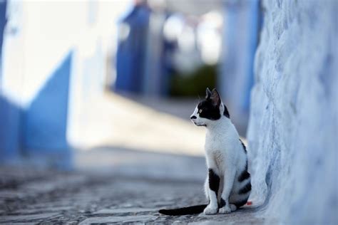 Tanger Exkursion Nach Tetouand Und Chefchaouen Getyourguide