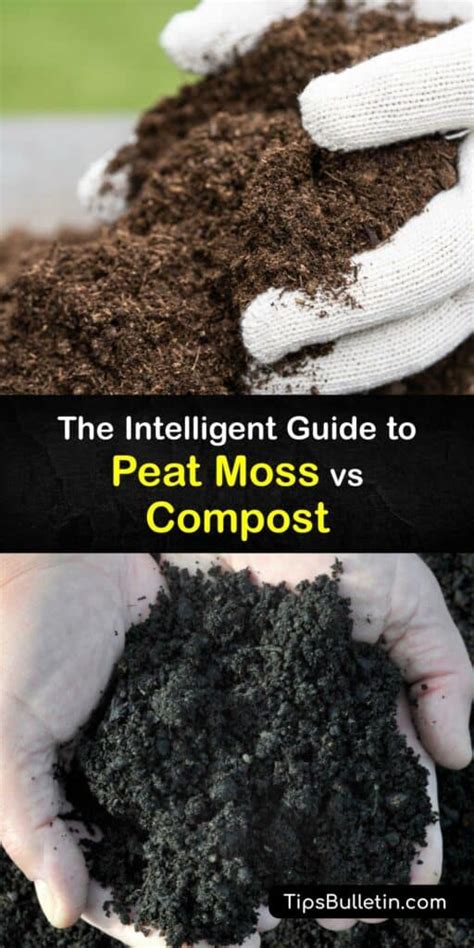 Peat Moss and Compost - Differences in Peat Moss vs Compost