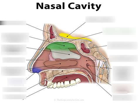 Nasal Cavity Diagram | Quizlet