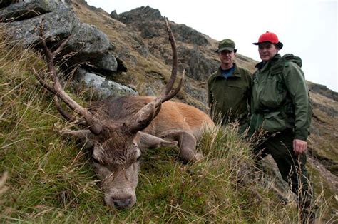 Pictures red deer hunting Scotland