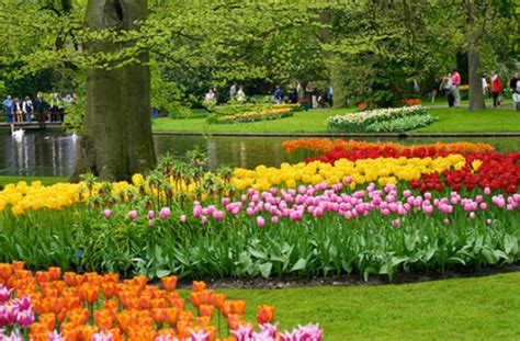 Flowers Gallery: Keukenhof Flower Garden