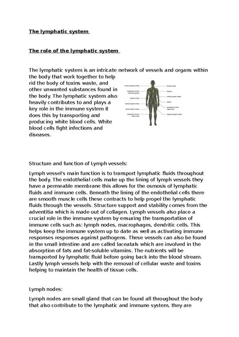 Lymphatics Assignment The Lymphatic System The Role Of The Lymphatic System The Lymphatic