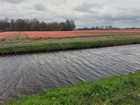 Tulip Fields In Holland Free Stock Photo - Public Domain Pictures