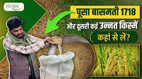 Pusa Basmati Rice Varieties Seed कहां से खरीदें धान की बुवाई के लिए कौन कौन सी किस्में हैं