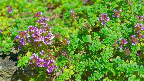 Why You Shouldn T Plant Creeping Thyme Under Shade Trees Better