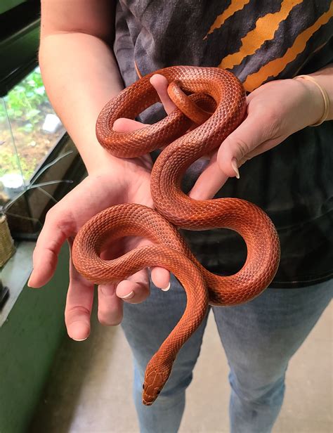 Feeding Your Corn Snake Reptifiles Corn Snake Care Guide Atelier