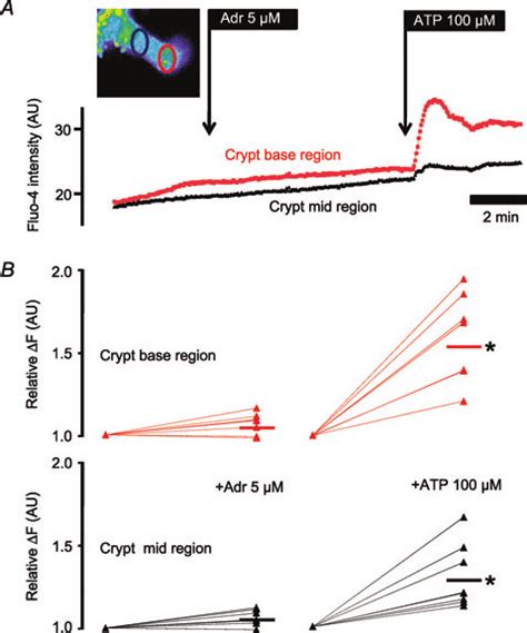 Intracellular Ca 2 Measurements In Isolated Nmri Mouse Colonic Crypts Download Scientific