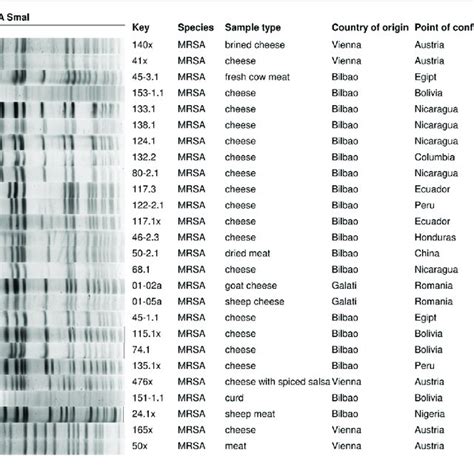 Genetic Relationships Among The Smai Pulsed Field Gel Electrophoresis