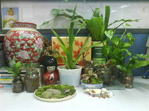 Garden Chronicles of James David: Indoor Plants for the Office Desk-Top