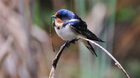 Barn Swallow | Audubon Field Guide