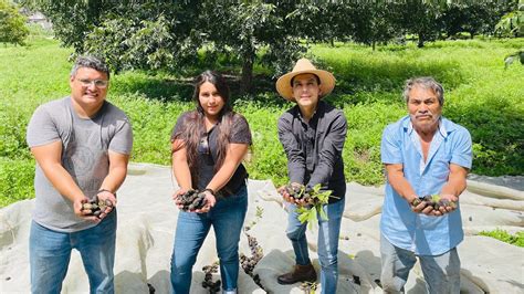 Huerta de Nogal Nuez Variedad Wichita y Western Conoce cómo piscar