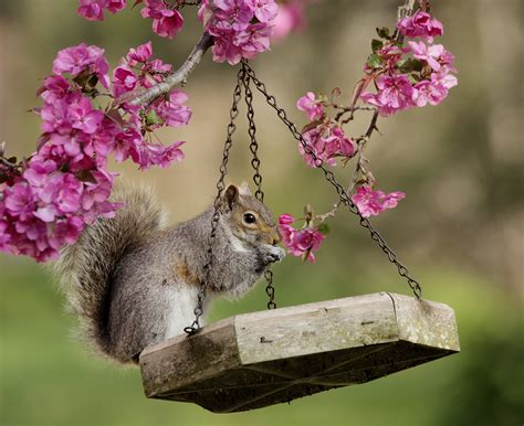 Building a Bird Feeder | Nature Friend Magazine