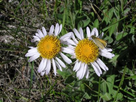 Erigeron Ochroleucus 1634