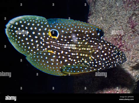 Comet Or Marine Betta Calloplesiops Altivelis Stock Photo Alamy