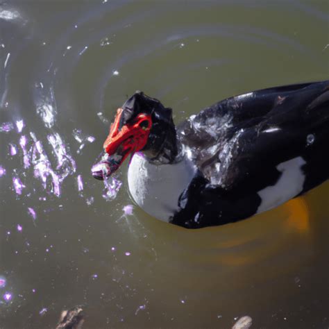 Conhe A Curiosidades Surpreendentes Sobre Patos