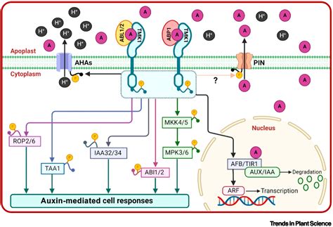 Abls And Transmembrane Kinases Shape Extracellular Auxin Perception