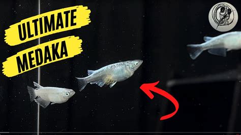 MEDAKA How to Sex a Japanese Medaka Rice Fish Male FemaleメダカRiceFish YouTube