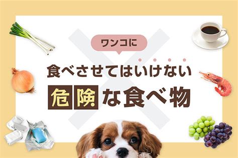 犬にあげてはいけない食べ物10選！犬が絶対に食べてはいけない食べ物一覧