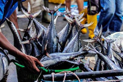 Cuaca Buruk Pasokan Ikan Di Kalsel Berkurang