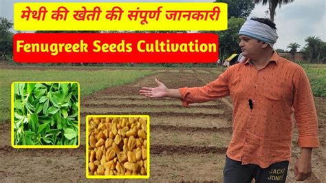 मेथी की खेती कैसे करें Fenugreek Seeds Cultivation बरसात में मेथी