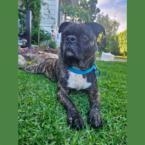 Bonnie - 7 Year Old Boston Terrier X Pug (Hold) - Small Female Boston