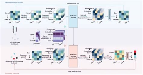 Scrna Seq