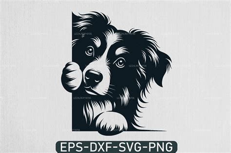 Peeking Australian Shepherd Svg Graphic By Uzzalroyy9706 · Creative Fabrica