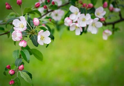 Premium Photo Blossom Of The Apple Tree Flowers In The Spring