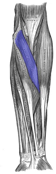 Pronator Teres - Physiopedia