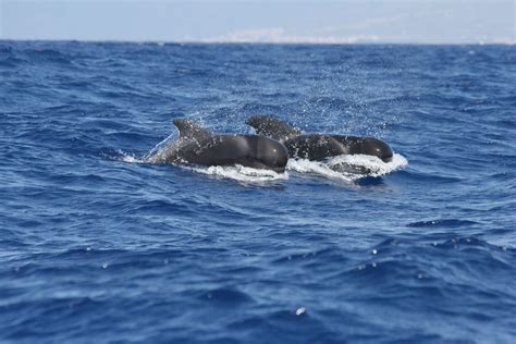 Short Finned Pilot Whale Whale And Dolphin Conservation Usa