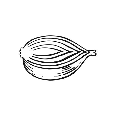 Onion Slice Outline Hand Drawn Vector Illustration Farm Market