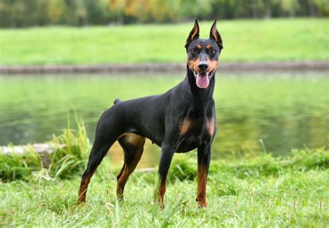 Guard Dog Breeds That Will Protect Your Home